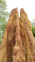 Musamus alias termite mount di wilayah Sota, Merauke