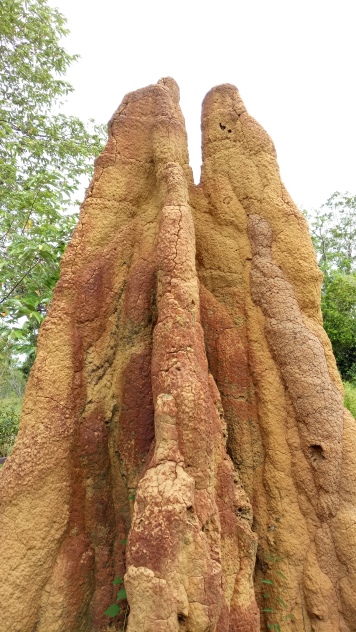 Musamus alias termite mount di wilayah Sota, Merauke