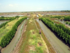 hamparan mangrove yang ditanam oleh kelompok masyarakat di teluk Banten