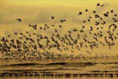 Kelompokan burung migran di Pantai Cemara, Jambi
